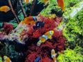 Zhuhai Hengqin Chimelong Marine Science Park Aquarium Clownfish Orange Strip Clown Fish Tank Royalty Free Stock Photo