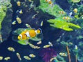 Zhuhai Hengqin Chimelong Marine Science Park Aquarium Clownfish Orange Strip Clown Fish Tank Royalty Free Stock Photo