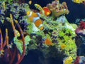 Zhuhai Hengqin Chimelong Marine Science Park Aquarium Clownfish Orange Strip Clown Fish Tank Royalty Free Stock Photo