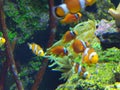 Zhuhai Hengqin Chimelong Marine Science Park Aquarium Clownfish Orange Strip Clown Fish Tank Royalty Free Stock Photo