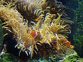 Zhuhai Hengqin Chimelong Marine Science Park Aquarium Clownfish Orange Strip Clown Fish Tank Royalty Free Stock Photo