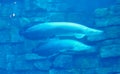 Zhuhai Hengqin Chimelong Marine Science Park Aquarium Giant Arapaima Gigas Fish Endangered Fish Tank Pool Underwater