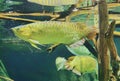 Zhuhai Hengqin Chimelong Marine Science Park Aquarium Golden Arowana Scleropages Formosus Jumping Hunter Giant Dragon Fish Tank