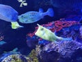 Zhuhai Hengqin Chimelong Marine Science Park Aquarium Puffers Puffer Fish Porcupinefish Tank