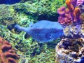 Zhuhai Hengqin Chimelong Marine Science Park Aquarium Puffers Puffer Fish Porcupinefish Tank