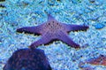 Zhuhai Hengqin Chimelong Marine Science Park Aquarium Starfish Star Fish Tank