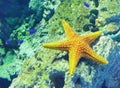 Zhuhai Hengqin Chimelong Marine Science Park Aquarium Starfish Star Fish Tank