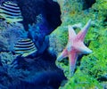 Zhuhai Hengqin Chimelong Marine Science Park Aquarium Starfish Star Fish Tank