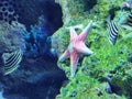 Zhuhai Hengqin Chimelong Marine Science Park Aquarium Starfish Star Fish Tank