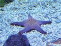 Zhuhai Hengqin Chimelong Marine Science Park Aquarium Starfish Star Fish Tank