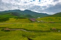 A Tibetan Village Surrounded By Rapeseed Flowers