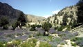 Ziarat juniper forest Pakistan Royalty Free Stock Photo