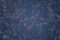 Zidovudine molecule. Ball-and-stick molecular model. Chemistry related 3d rendering