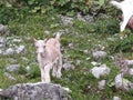 Ziege cabra goat Royalty Free Stock Photo