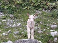 Ziege cabra goat Austria Mountain Royalty Free Stock Photo