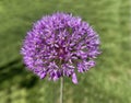 Zierlauch, Riesenlauch, Allium Giganteum Royalty Free Stock Photo