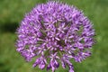 Zierlauch, Riesenlauch, Allium Giganteum Royalty Free Stock Photo