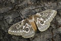 Zig-Zag Emperor Silkmoth - Gonimbrasia tyrrhea