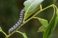 Zig-Zag Emperor Silkmoth - Gonimbrasia tyrrhea Royalty Free Stock Photo