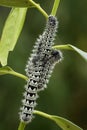 Zig-Zag Emperor Silkmoth - Gonimbrasia tyrrhea Royalty Free Stock Photo