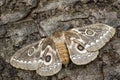 Zig-Zag Emperor Silkmoth - Gonimbrasia tyrrhea Royalty Free Stock Photo