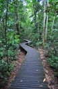 Zig-zag walkway in a forested area at Lower Peirce Royalty Free Stock Photo