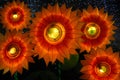 The Zigong Lantern Festival in Zigong, Sichuan, China. Orange sunflower lanterns.