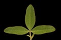 Zigzag Clover (Trifolium medium). Leaf Closeup