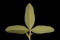 Zigzag Clover (Trifolium medium). Leaf Closeup