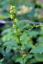 Zigzag Goldenrod 605143