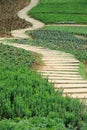 Zigzag Stone path Royalty Free Stock Photo