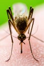 Zika Infected Mosquito Bite on Green Background. Leishmaniasis, Encephalitis, Yellow Fever, Dengue, Malaria Disease, Mayaro or Royalty Free Stock Photo