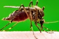 Zika Infected Mosquito Bite on Green Background. Leishmaniasis, Encephalitis, Yellow Fever, Dengue, Malaria Disease, Mayaro or