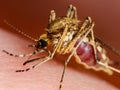 Zika Infected Mosquito Bite. Leishmaniasis, Encephalitis, Yellow Fever, Dengue, Malaria Disease, Mayaro or Zika Virus Infectious