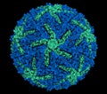 Zika virus. Atomic level structure, determined by cryo-EM. Causes Zika fever. Zika fever in pregnant women is associated with