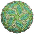 Zika virus. Atomic level structure, determined by cryo-EM. Causes Zika fever. Zika fever in pregnant women is associated with.