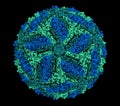 Zika virus. Atomic level structure, determined by cryo-EM. Causes Zika fever. Zika fever in pregnant women is associated with