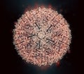 Zika virus. Atomic level structure, determined by cryo-EM. Causes Zika fever. Zika fever in pregnant women is associated with.