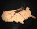 Zika Virus Infects The United States