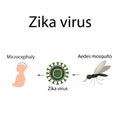 Zika virus. Mosquito bite. Microcephaly in the infant. Infographics. Vector illustration