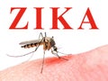 Zika Virus Mosquito Royalty Free Stock Photo