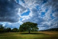 Zilker Park, Austin, Texas with tree