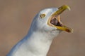 Zilvermeeuw, Herring Gull, Larus argentatus Royalty Free Stock Photo