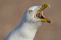 Zilvermeeuw, Herring Gull, Larus argentatus