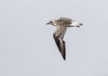 Zilverplevier, Grey Plover, Pluvialis squatarola