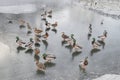 Zimove birds. A lot of wild ducks on the pond ice. Globa Park in the river Royalty Free Stock Photo