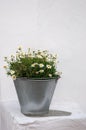 Zinc bucket of daisies on white walls Royalty Free Stock Photo