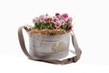 Zinc galvanized basket with pansies and straw Royalty Free Stock Photo