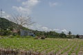 Zinc Hut At A Lettuce Garden