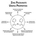 Zinc picolinate useful properties molecular chemical formula. Zinc infographics. Vector illustration on isolated